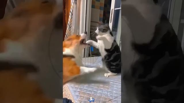 a8RXbsOfzNU - Why are dogs afraid of cats？ #shorts #fannyvideo