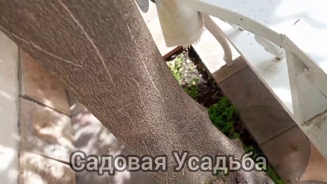 💥КАК УХАЖИВАТЬ ЗА ЛИМОНОМ❓💥ЛИМОН ЗАВАЛИТ УРОЖАЕМ‼