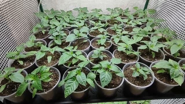Хотите крепкую здоровую рассаду перца томатов и баклажан. Подкормите один раз сразу после перевалки.
