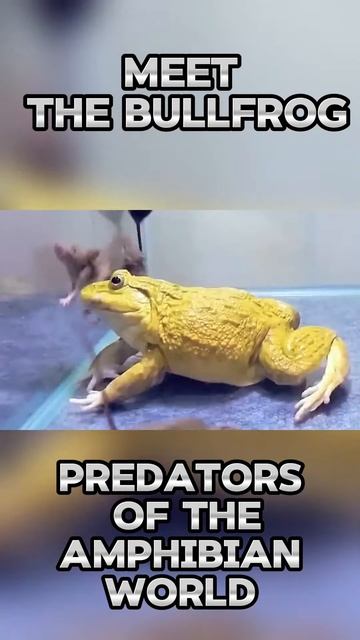 q8ydSiBSzpY - Meet the Bullfrog： Predators of the Amphibian World #shorts #nature #viral #animals