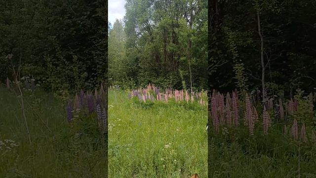 1000016104.mp4