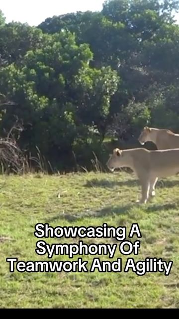 qvlA4HspEG0 - Clash of Titans： Epic Showdown between African Buffalo and Lion #shorts #African Buffa