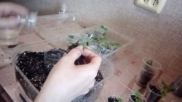 Работа с фиалками. Перевалка, отделение деток от листа