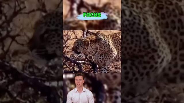 wfCEfVkCq4o - ＊＊＂The Queen’s Roar： A Mother's Unyielding Protection＂＊＊   #shorts #animals #wildlife