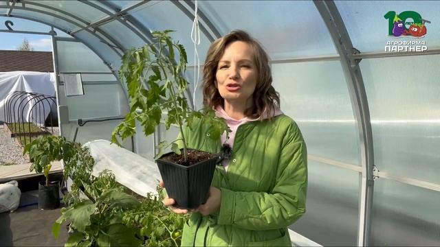 ПОЧЕМУ НЕЛЬЗЯ СПЕШИТЬ С ВЫСАДКОЙ РАССАДЫ?
