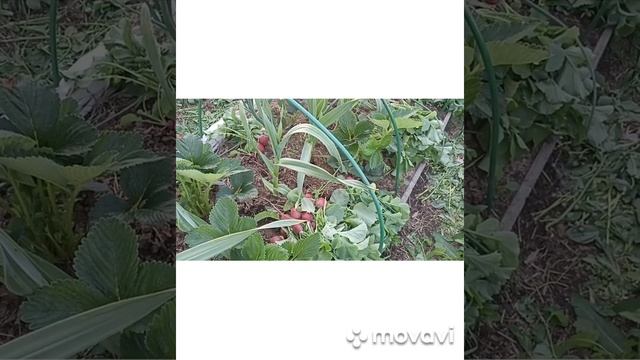 ЛУЧШИЙ РЕДИС - ЭТО ПРОФИ РЕДИС // ВАЦАП ДЛЯ ЗАКАЗА 8915245815