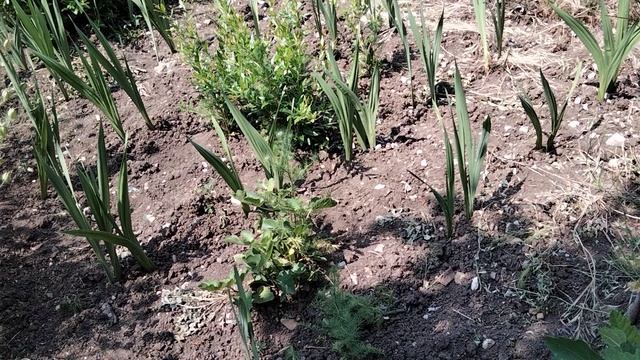 Прополка гладиолусов,георгин,удаление оцветших цветов.