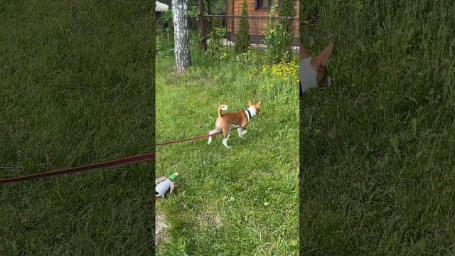 Уникальный , мальчик басенджи
