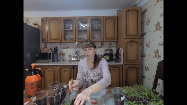 Томаты.Пикировка томатов.При такой пикировке не вытягивается рассада.Топ-10 советов.