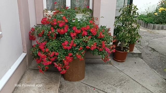 Роза Руж Мейяндекор (Rouge Meillandecor) Красота и Устойчивость.