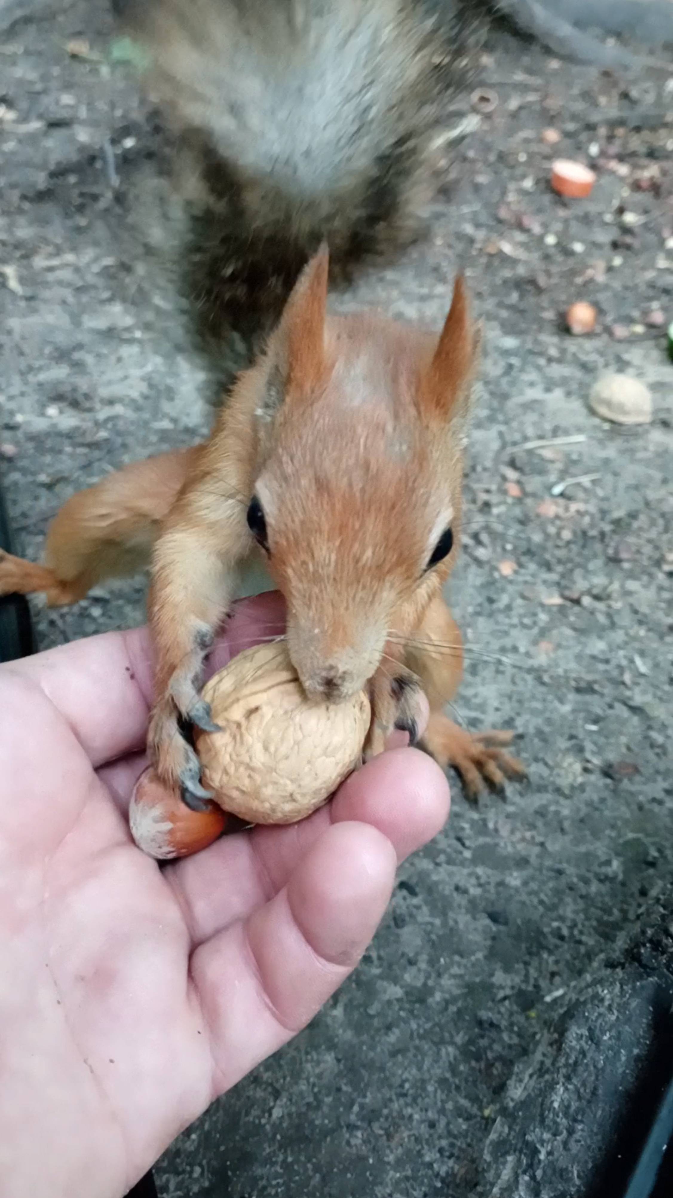 Обменялись с белкой орешками