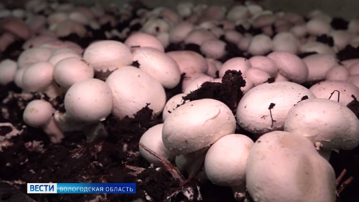 Промышленный размах: сокольчанка открыла производство шампиньонов