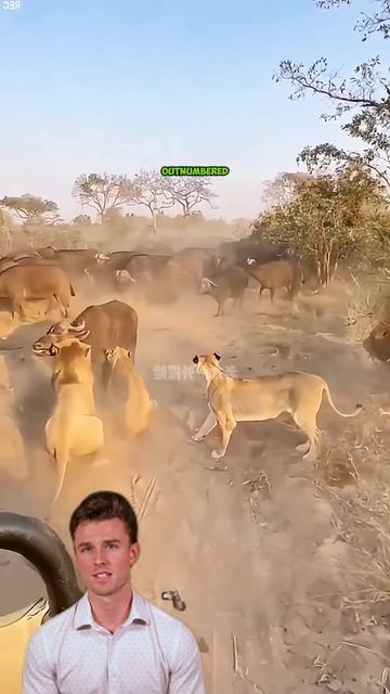 YbYPzKrDEVI - Horns vs. Hunger： A High-Stakes Showdown Over Dinner #shorts #animals #lion