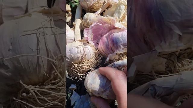 ЧЕСНОК "Медвежий коготь"!🧄#огород #ок #дача #советы #ин?