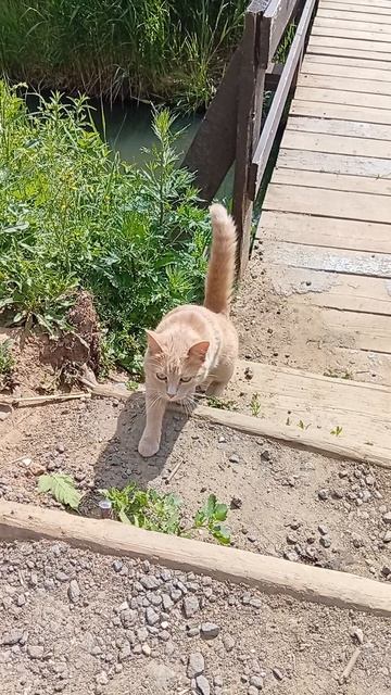 Котик на мостике