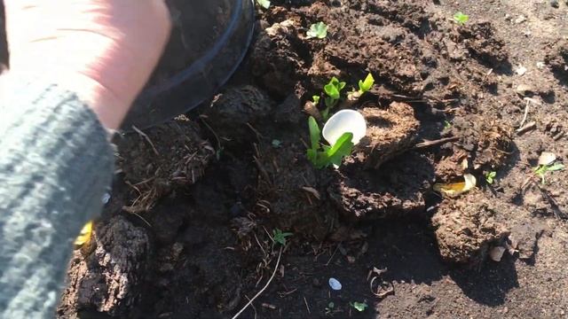 заморозки апрель 2025