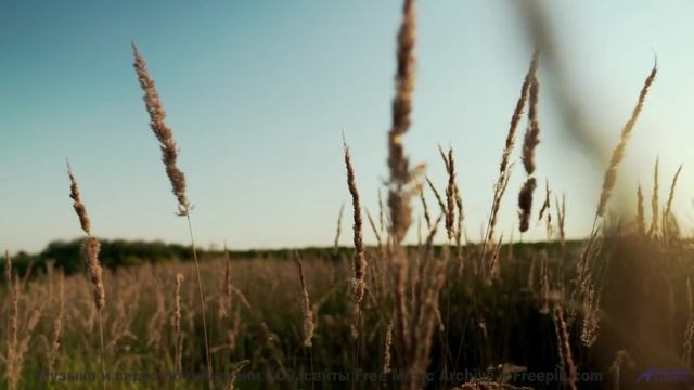 Музыка для слияния с искусственным интеллектом - готовы ли вы стать больше, чем человек - Rack Focus