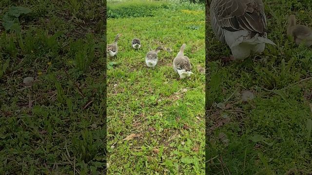 Вместе с волкодавом Евой 🐈 посадил картошку. Гусиные ясельки на прогулке