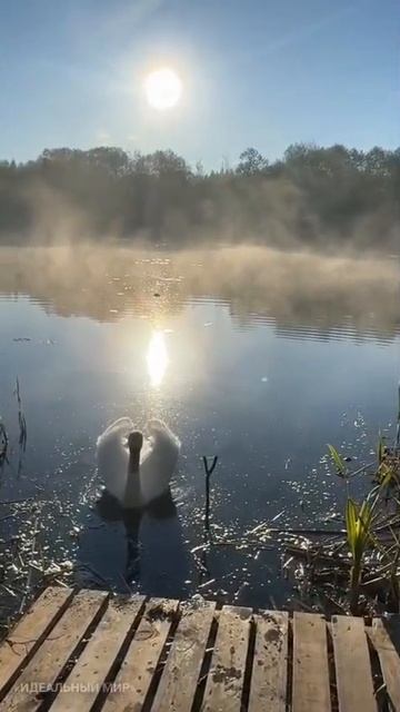1000543017.mлебедь Чудо прилетел вернулся !! видео загружено с разрешения автора Евгения