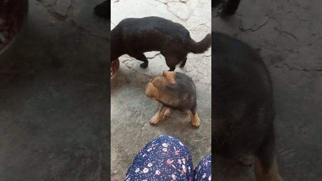 Но как приятно наблюдать
За подрастающим щенком.
Не хочет никуда бежать.
Теперь имеет он свой дом.