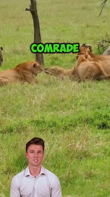 eEM2KzYFKxc - Pride's Wrath： Lioness vs. Hyenas #shorts #animals #wildlife #wildlifetales #wildlifes