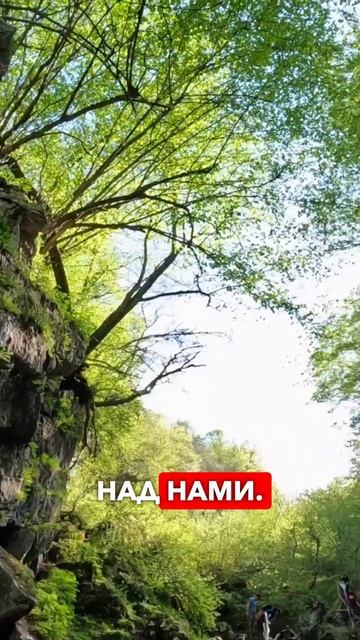 Деревья над нами сомкнулись!  #shibargan #осетия #кудапоехатьвотпуск