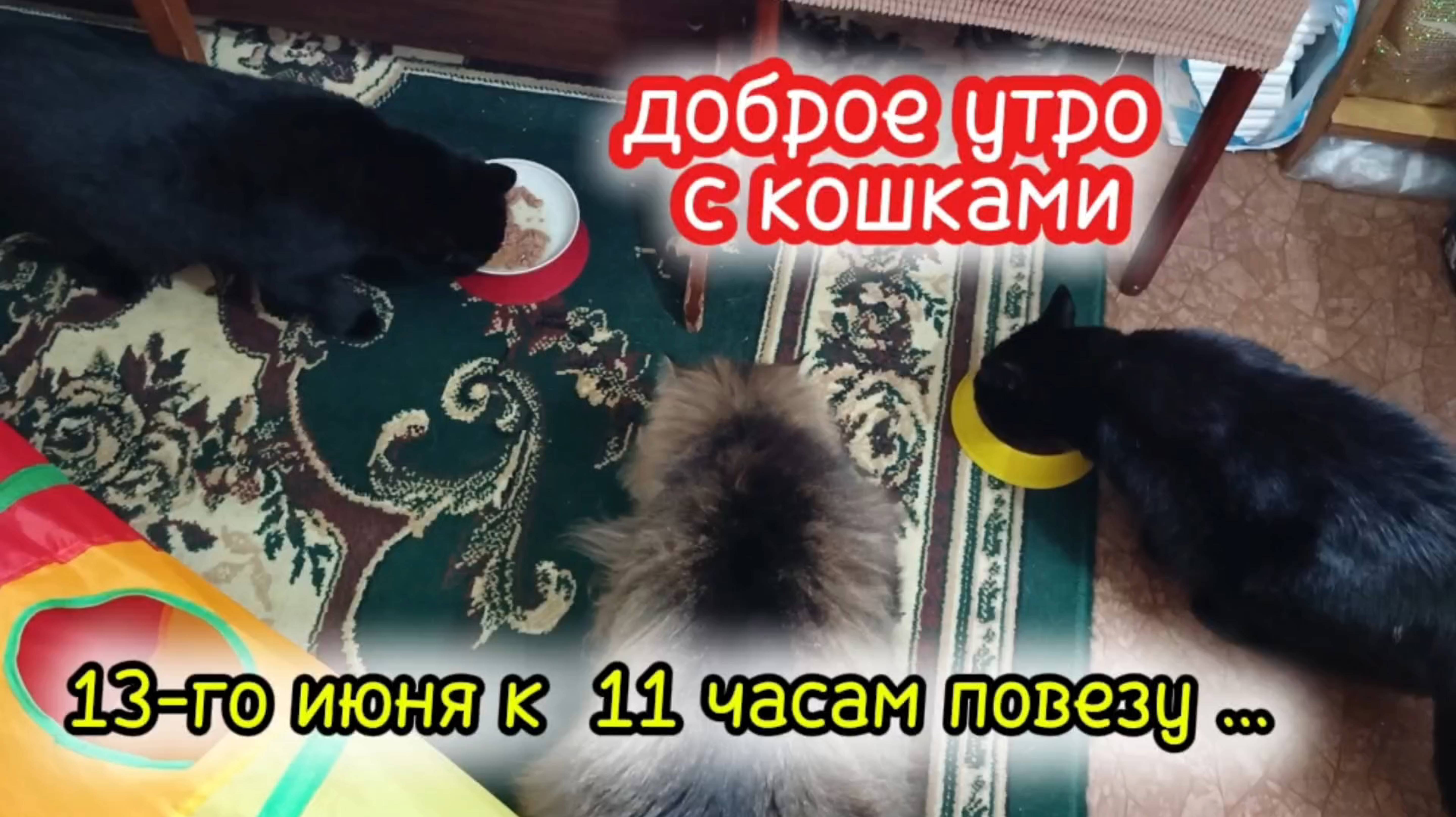 Доброе утро с кошечками. 13-го июня везу Боню к 11 часам к ветеринару.
