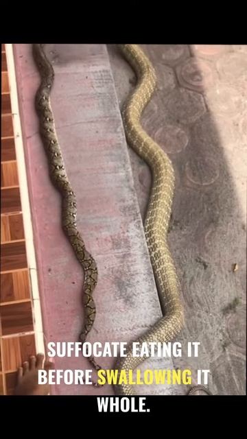 fYawiOV62Vw - Deadly Duel： King Cobra vs. Python - Nature's Clash of Titans #shorts