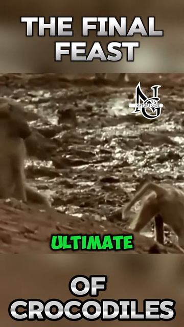 fdK99Bh_yX4 - The Final Feast of Crocodiles #shorts #animals #wildlife #viral