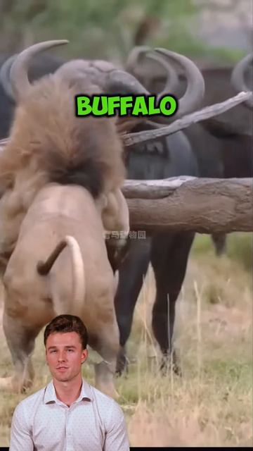 moRYVDUV9nE - ＂Revenge of the Herd： Buffaloes Turn the Tables on Lions＂ #shorts #animals #lion #wild