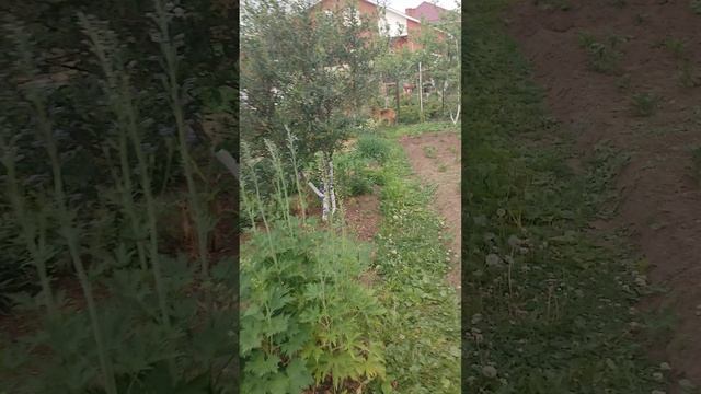 привет ещё раз, а мы гуляем в огороде, и у нас маленький дождик идёт и пьём кофе.