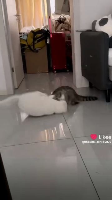 1000004120.mp4