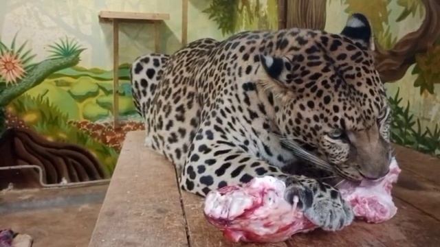 Само вкусное и полезное около кости. Видео от опекуна Светланы