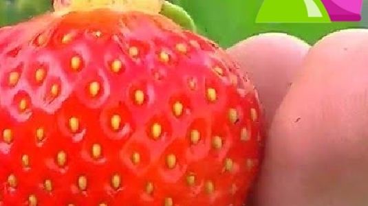 Первые ягодки 🍓 клубники