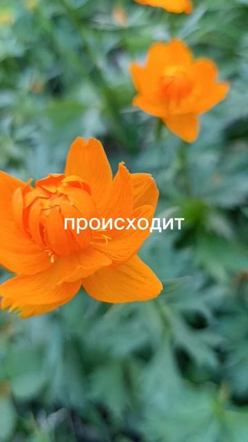 Мудрость жизни от жизни