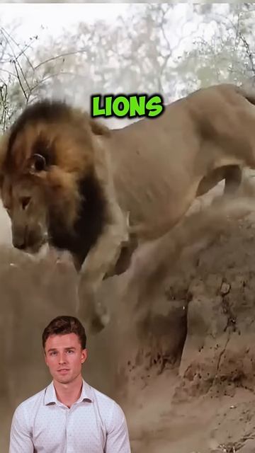 cnpy2oLXRSI - Irreconcilable enemies are the lion and the leopard. #shorts #animals #wildlife #wildl