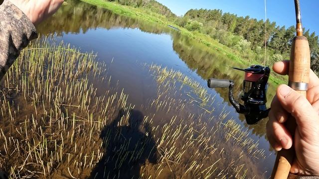 Поклевка Жереха на перекате, приманка ZB Rigge 56S