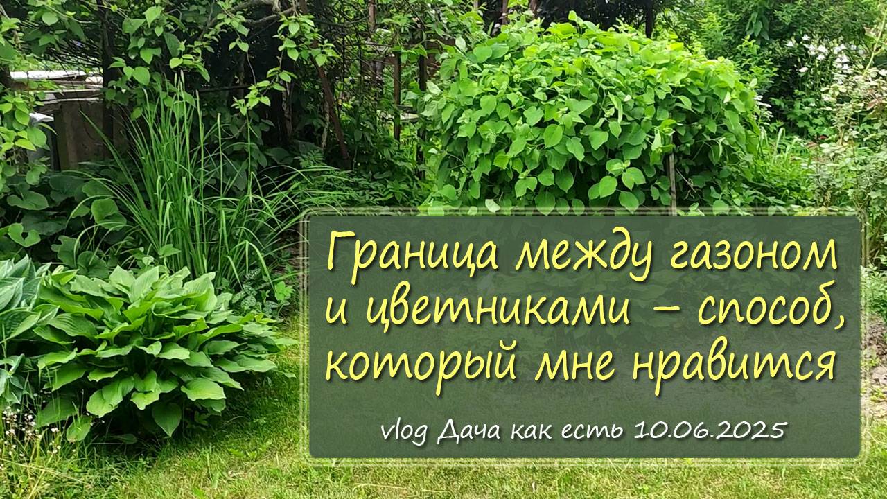 Граница между газоном и цветниками – способ, который мне нравится / vlog дача как есть 10.06.2025