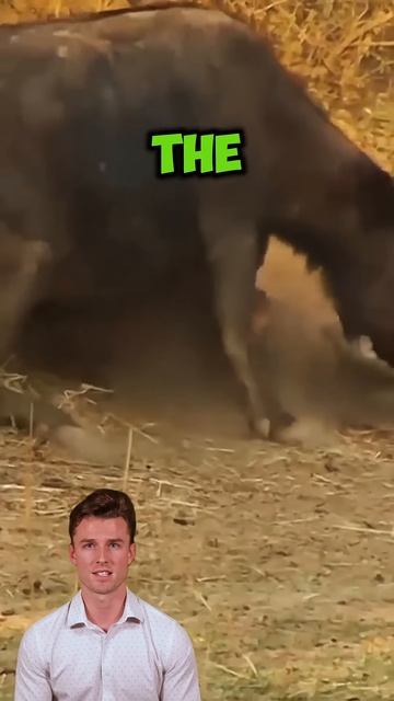 _MUzrHUnseI - Lion fails to hunt buffalo #shorts #animals #lion #wildlifetales #wildlifestories #wil
