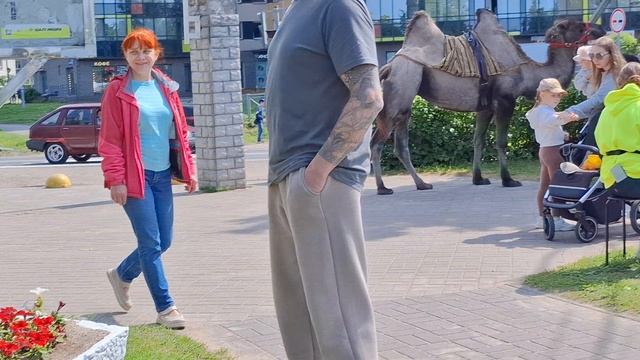 Кони, пони, олень и верблюд.mp4