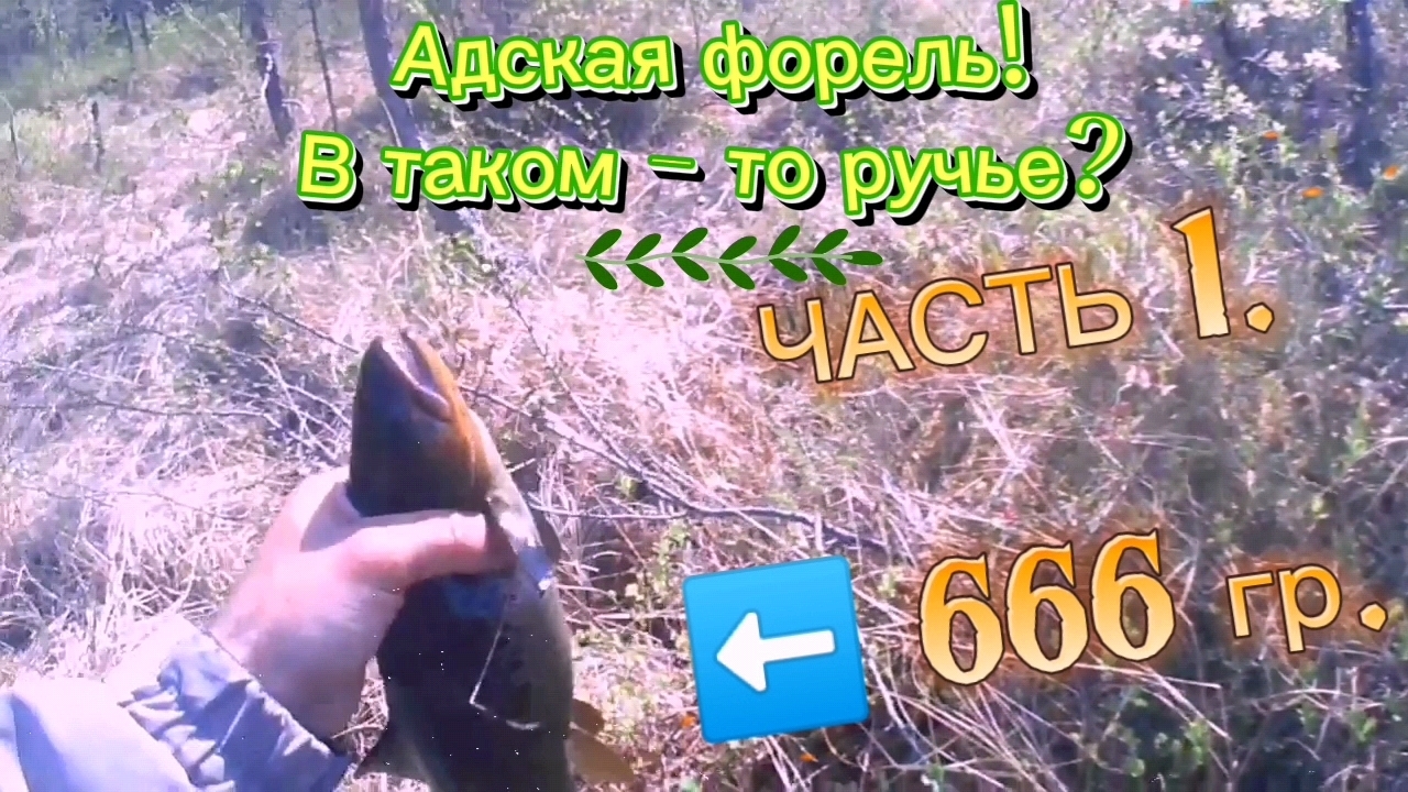 БОМБА, А НЕ ФОРЕЛЬ! В ТАКОМ-ТО РУЧЬЕ? ЧАСТЬ 1.