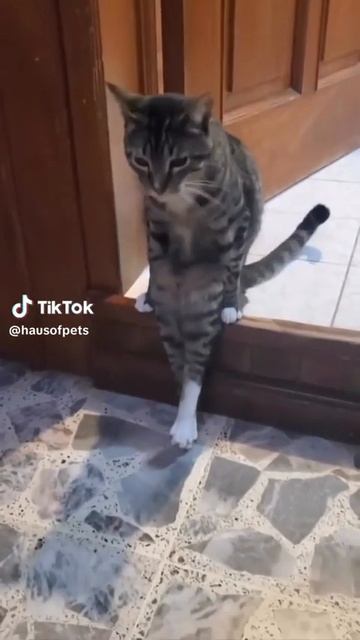 Наш TG https://t.me/liveofcats