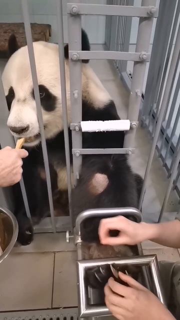 🐼 Вот так происходит ежедневный медицинский обзор у панды Жуи.