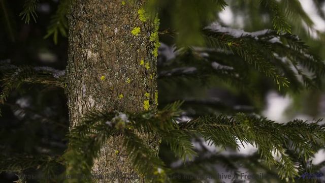 Музыка для тех, кто целуется на заднем сиденье под стук колёс - Clean Livin -- Pudge -- Chippy Peas