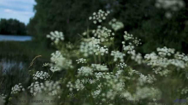 Поля раскрываются вместе с каждым новым ритмом - ActorActress -- Fascinations Grand Chorus -- Live a