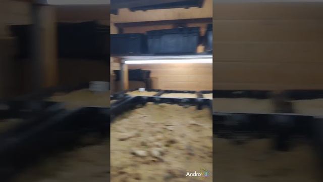 Состояние деток луковичек тюльпанов за неделю до подн