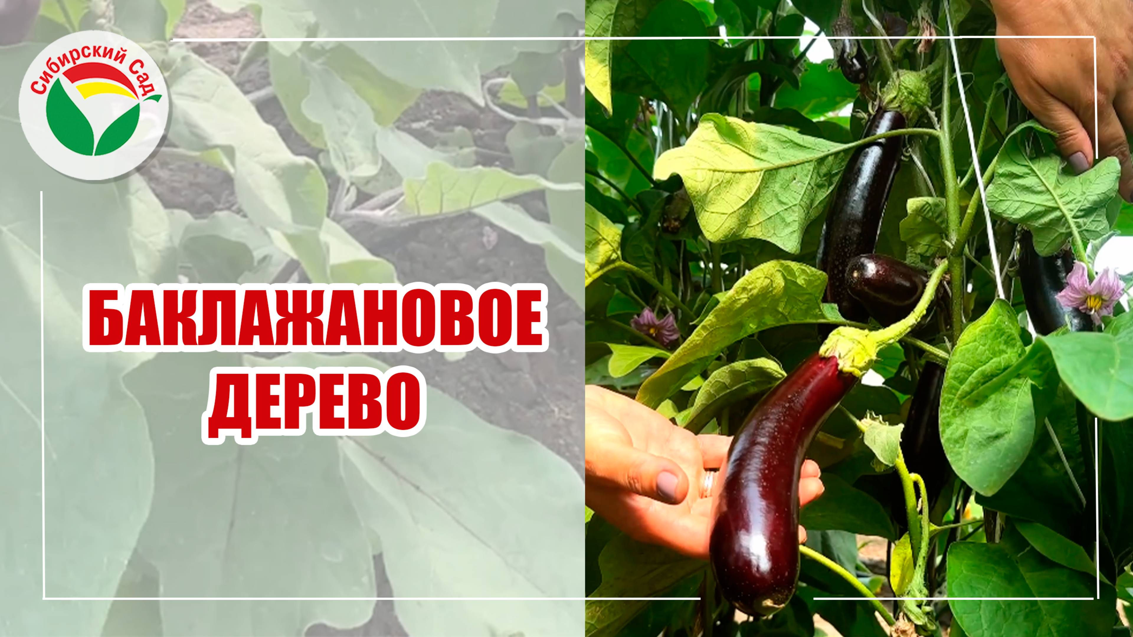 Баклажановое дерево