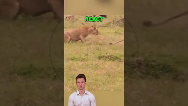 sl4YcbN8VUA - Savanna Showdown： Hyenas vs. the Kings of the Pride #shorts #animals #facts