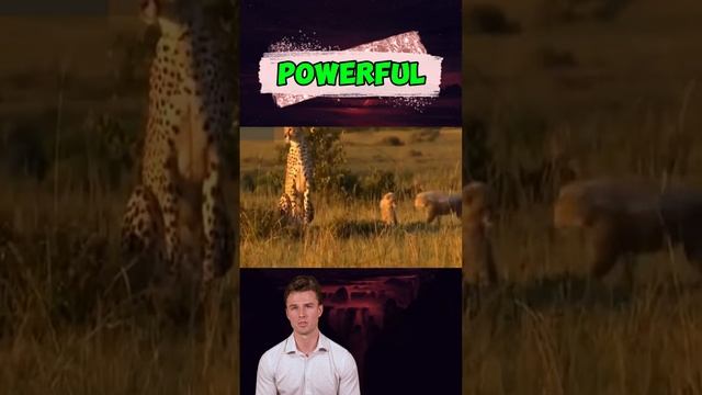 pAqdAG5Vvz4 - ＊＊＂Betrayal on the Plains： Lone Buffalo Abandoned to Lions in a Harsh Twist of Surviva