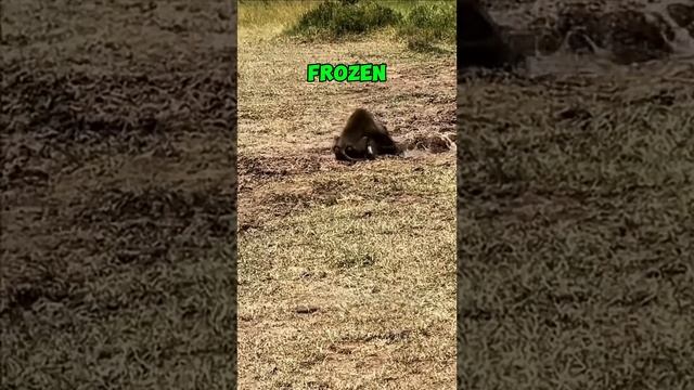 jPB0dcyyCf8 - Whispers of the Wild： When the Hunter Becomes the Hunted #shorts #animals